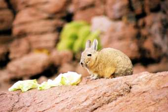 Viscacha : un mélange entre lapin et marmotte